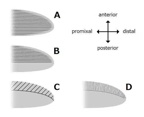 Variations of radiodont body flaps