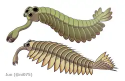 The opabiniids Opabinia (top) and Utaurora (bottom), were close relatives of the radiodonts