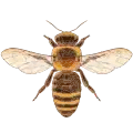 Official logo of Manchester