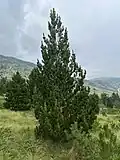Young tree