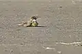 Sunbathing