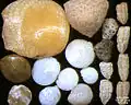 Foraminifera of Indian Ocean, south-eastern coast of Bali, field width 5.5&nbsp;mm