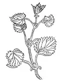 Chapter 410. Urtica – nesseln