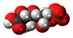 Space-filling model of the 6-phosphogluconic acid anion