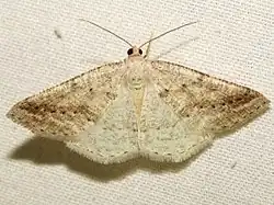 Tacparia detersata