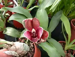 Catasetum Orchidglade 'Jack of Diamond'