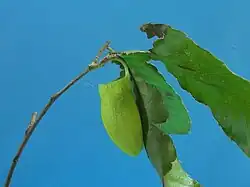 Cocoon of R. fugax