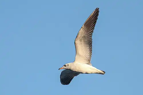 A gull flying over Taudaha Lake