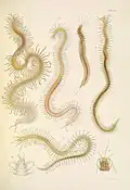 A monograph of the British marine annelids 1910
