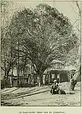 Dense-branched elm, upright form, Turkestan, c.1900