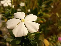 White flower with yellow center