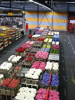 Flower market in Aalsmeer