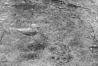 Two model birds painted by Thayer: painted in background colours on the left, countershaded and nearly invisible on the right