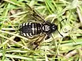 Abia americana, Oregon
