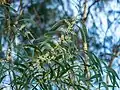 Inflorescences