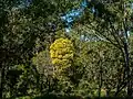 Acacia leiocalyx, 7th Brigade Park, Chermside, Queensland.