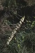 Acacia suaveolens inflorescences, Wallum heath near Lake Ainsworth, Lennox Head, New South Wales.