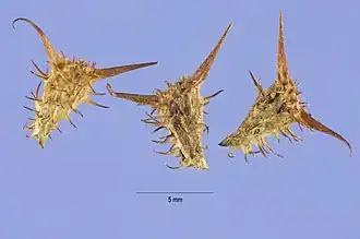 Seeds of Acanthospermum hispidum