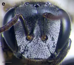 A. cassiae worker face. Scale bar = 0.25&nbsp;mm