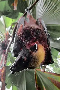 Brown bat