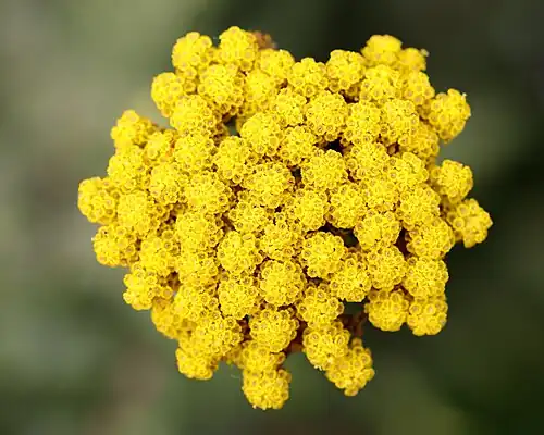 'Parker's Variety'