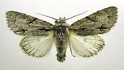 Imago. Mounted specimen