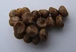 Actias maenas eggs