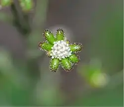 Close-up of central flowers and unripe fruit