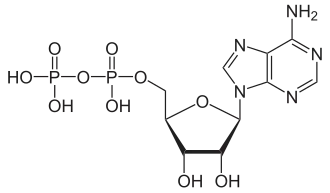 Adenosine diphosphate (ADP)