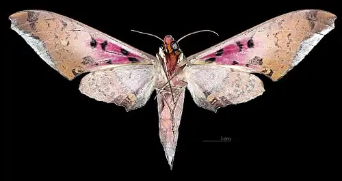 male, ventral side