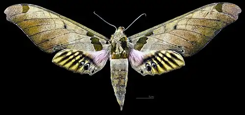 Female dorsal