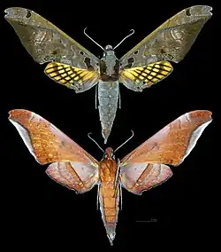 Adhemarius tigrina