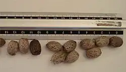 Ripe seeds
