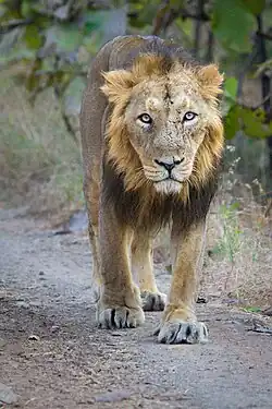 Indian Lion Gir