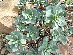 Aeonium haworthii
