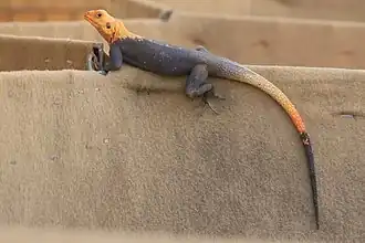 Male, in Niger