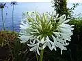 White flowers