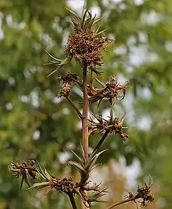 in Hyderabad, India