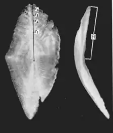 Right: Right otolith and cross section of S. boops
