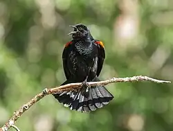 Perched display