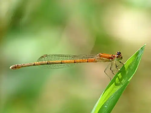 Female (gynochrome)