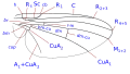 Agromyzinae wing veins