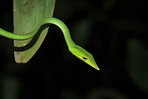 Lateral view