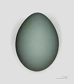 Egg of little egret