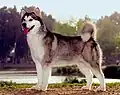 Alaskan Malamute