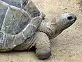 Aldabra giant tortoise, Geochelone gigantea