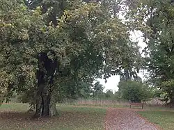 Park