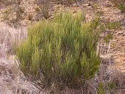 Allocasuarina nana, commonly known as the Dwarf She-Oak, found on Kings Tablelands, 2011.