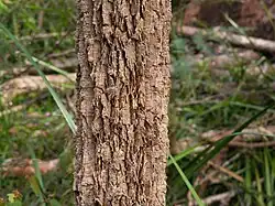 Bark of a young A. decussata in the Walpole-Nornalup National Park