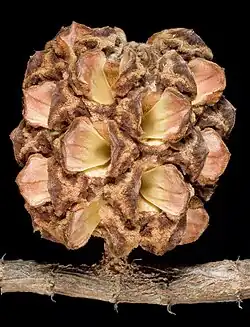 Fruit (detail)